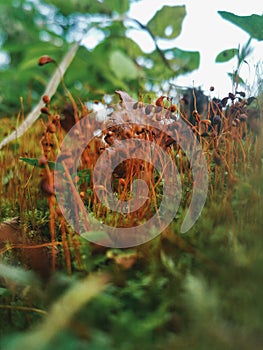 Macro shot of moss spore in the autumn forest