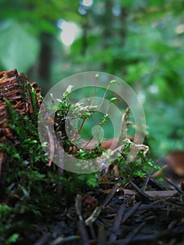 Macro shot of moss spore in the forest