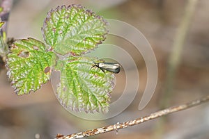 Macro shot of a moth on a small leave