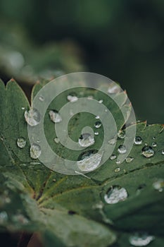 Macro shot of multiple raindrops on a green leaf of a plant