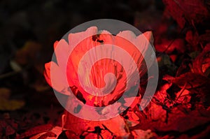 Macro shot of mushroom with a red filter