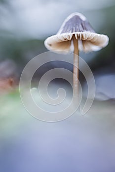 Macro shot of a Mycena mushroom with out of focus background