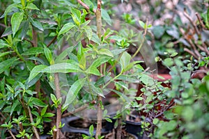 A macro shot of the Myoporum small plants