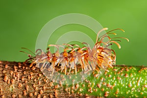 Macro shot of a Myriapoda on a branch