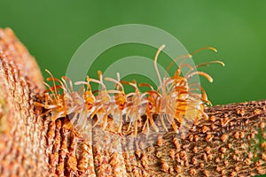 Macro shot of a Myriapoda on a branch