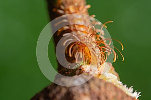 Macro shot of a Myriapoda on a branch