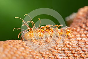 Macro shot of a Myriapoda on a branch