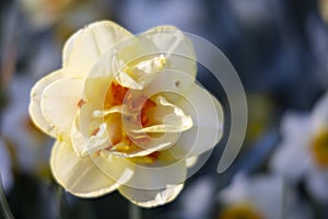 Macro shot of Narcissus jonquilla, rush narcis or jonquil, Keukenhof flower garden, Lisse, Netherlands