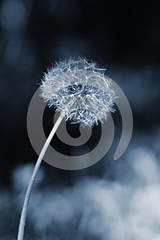 Macro shot of nature. Dandelion close up.