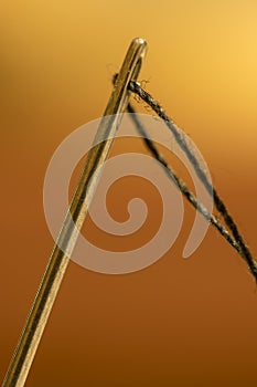 Needle with eye black thread.