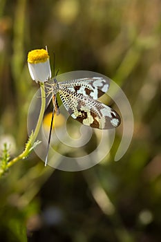 Macro shot of nemoptera bipennis in its natural environment