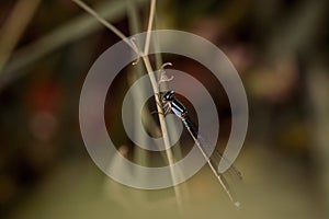 Macro shot of a net-winged insect on a plant
