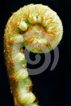 Macro shot of a new fern frond