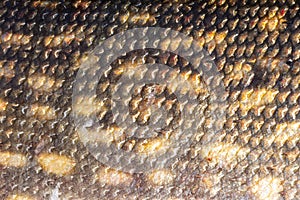 Macro shot of northern pike skin. Pike skin background. Fishing camouflage background of pike fish scale skin