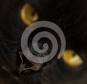 Macro shot of nose of black cat, closeup, selective focus. Feline nose macro. Domestic cat. Vaccination and sterilization concept