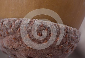 Macro shot of oak acorn shell and fleecy cupule