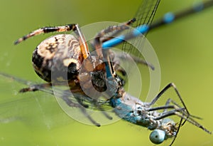 Macro shot of oak spider fighting with azure damselfly