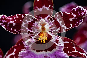 Macro shot of a odontoglossum orchid with a blur black background