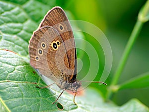 Macro shot of the Oedipus Sennitsa (Coenonympha oedippus) butterfly on a leaf