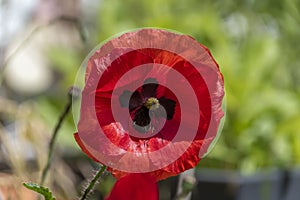 Macro shot ofa bright red poppy Papaver orientale