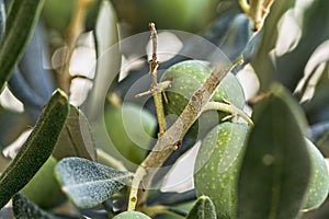 Macro shot of olives on tree