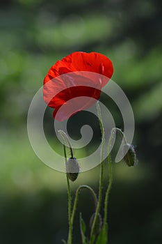 Macro shot of one red poppy with two buds on green nature