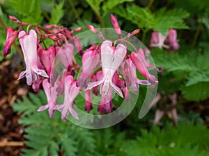 Macro shot of the opened and long shaped cluster of pink flowers of flowering plant wild or fringed bleeding-heart, turkey-corn