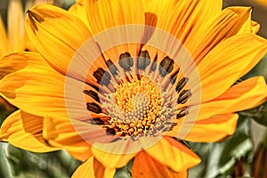 Macro shot of orange flower