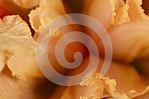 Macro shot of a orange iris