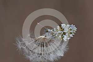 Macro shot of an Orange-tip butterfly perched on a dandelion