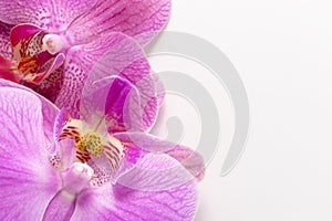 Macro shot. orchid flowers on a white background