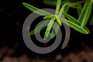 Macro shot of Organic Rosemary Plant stalks and leaves on black soil . Rosmarinus officinalis in the mint family Lamiace