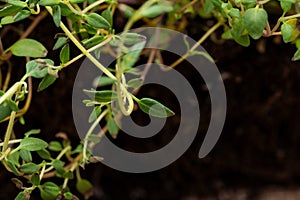 Macro shot of Organic Thyme Plant stalks and leaves on black soil . Thymus vulgaris in the mint family Lamiaceae.