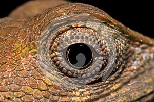 Macro shot of an Oriental garden lizard's black eye surrounded by colorful, patterned skin