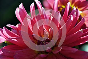 Macro shot os a beautiful pink flower