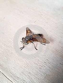 Macro shot of pale giant horse fly on wood