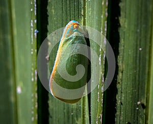 Macro shot of a palm flatid planthopper