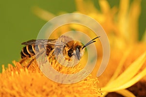 Macro shot of a Pantaloon male bee on a flower