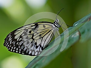 Macro shot of a paper kite butterfly (idea leuconoe)