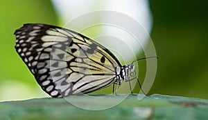 Macro shot of a paper kite butterfly (idea leuconoe)