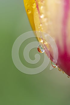 Macro shot of part of the blossom of a tulip with drops of water hanging on it