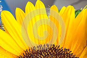 Macro shot part of yellow sunflower bloom