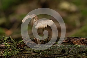 Macro shot of partially damaged Common bonnets growing in wood on an isolated background