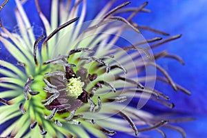 Macro shot of pasque flower or Pulsatilla, violet photo