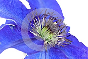 Macro shot of pasque flower or Pulsatilla violet e