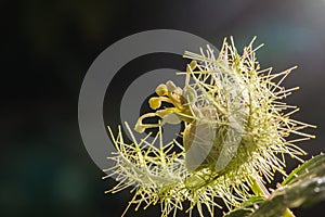 Macro shot of Passiflora foetida ,Fetid passionflower photo