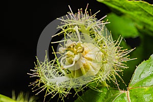 Macro shot of Passiflora foetida ,Fetid passionflower photo