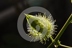 Macro shot of Passiflora foetida ,Fetid passionflower