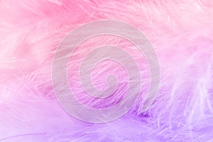 Macro shot of pastel bird fluffy feathers in soft and blur