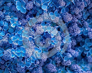 Macro shot of blue hydrangea inflorescence in closeup